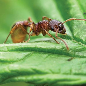 Control ants, roaches, fleas, mosquitoes, and other insects